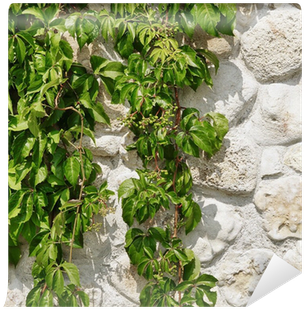 White Limestone Wall Hidden In Hanging Green Grape - Cobblestone (400x400), Png Download