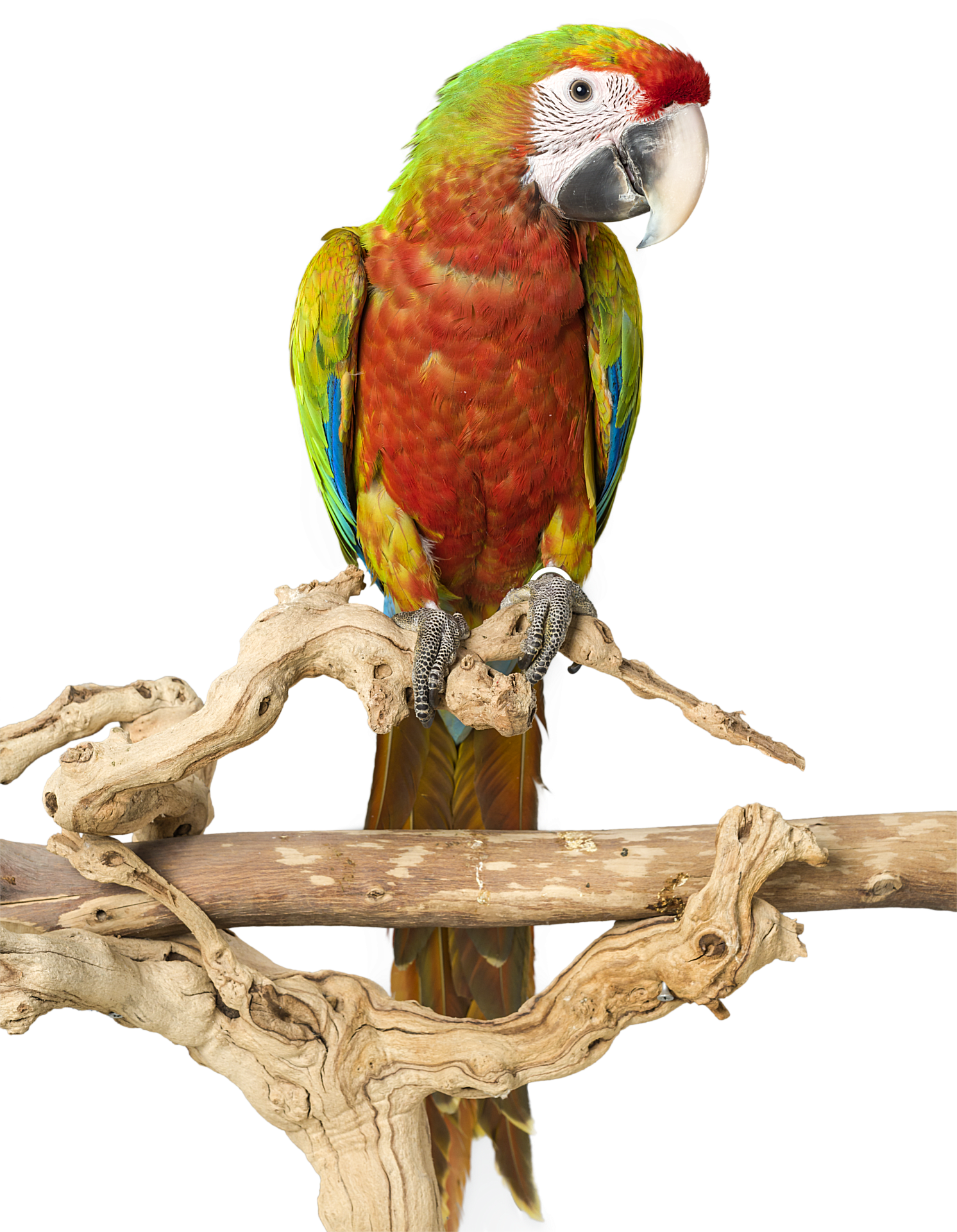 Parrot Bird Cage Amazon African Grey Macaw Cockatoo - Parroе Bird Cage Пнг (1492x1920), Png Download