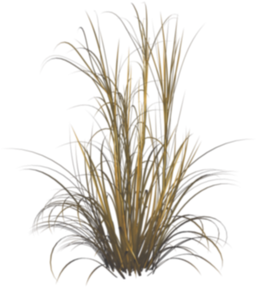 Ornamental Grass Png (600x659), Png Download
