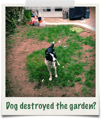 Has Your Dog Destroyed The Garden Grass - Dog (510x510), Png Download