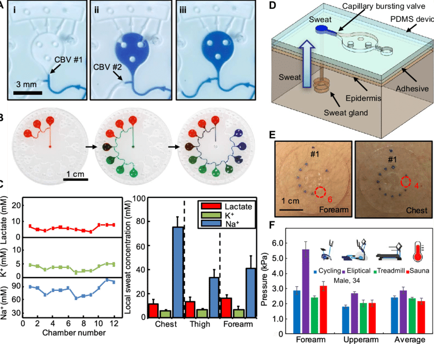 Epifluidic Systems With Cbvs For Time-sequential Microsampling - Eccrine Sweat Gland (850x674), Png Download