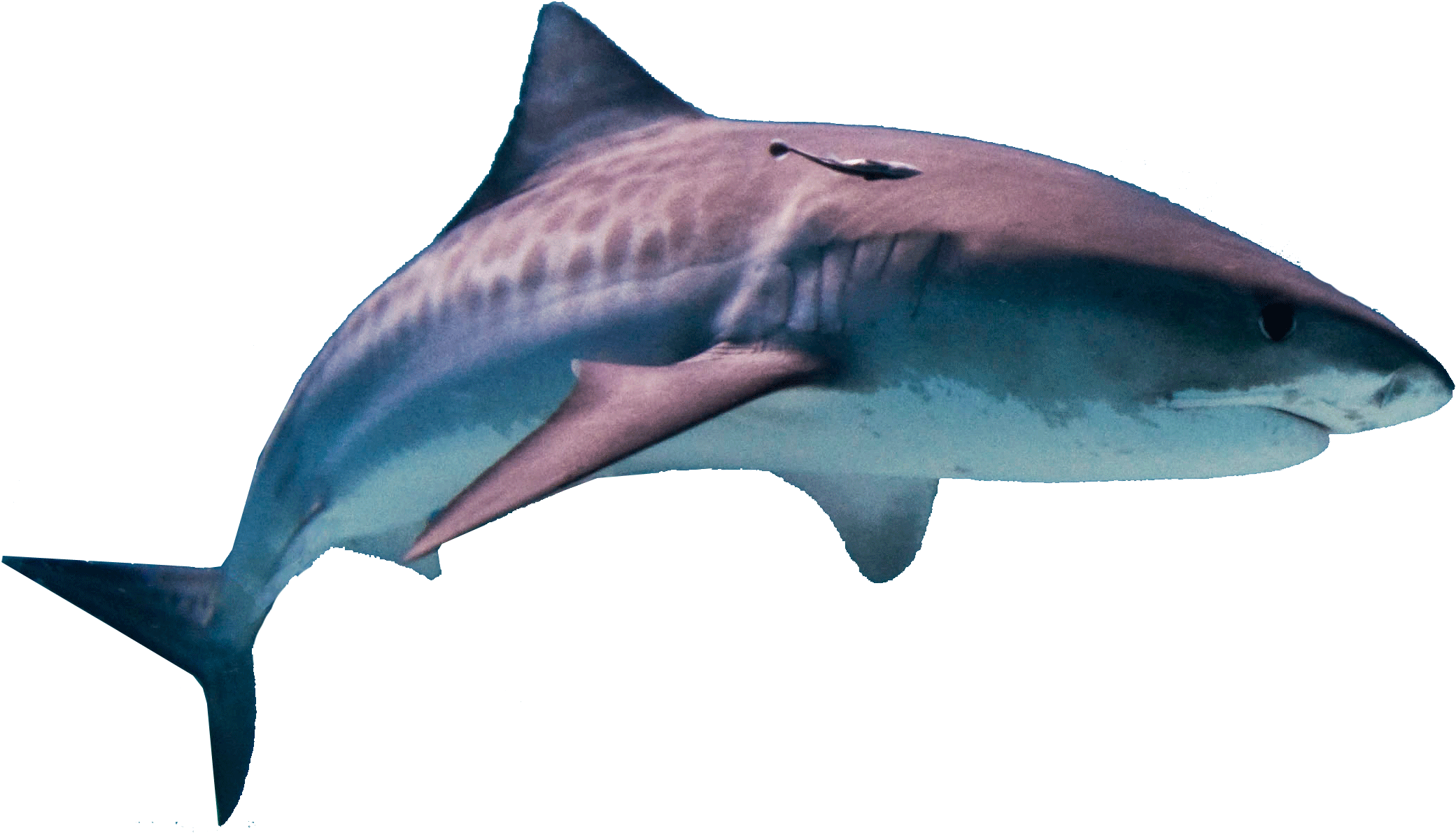 Download Amazing High-quality Latest Png Images Transparent - Shark Square Sticker 3" X 3" (1024x599), Png Download