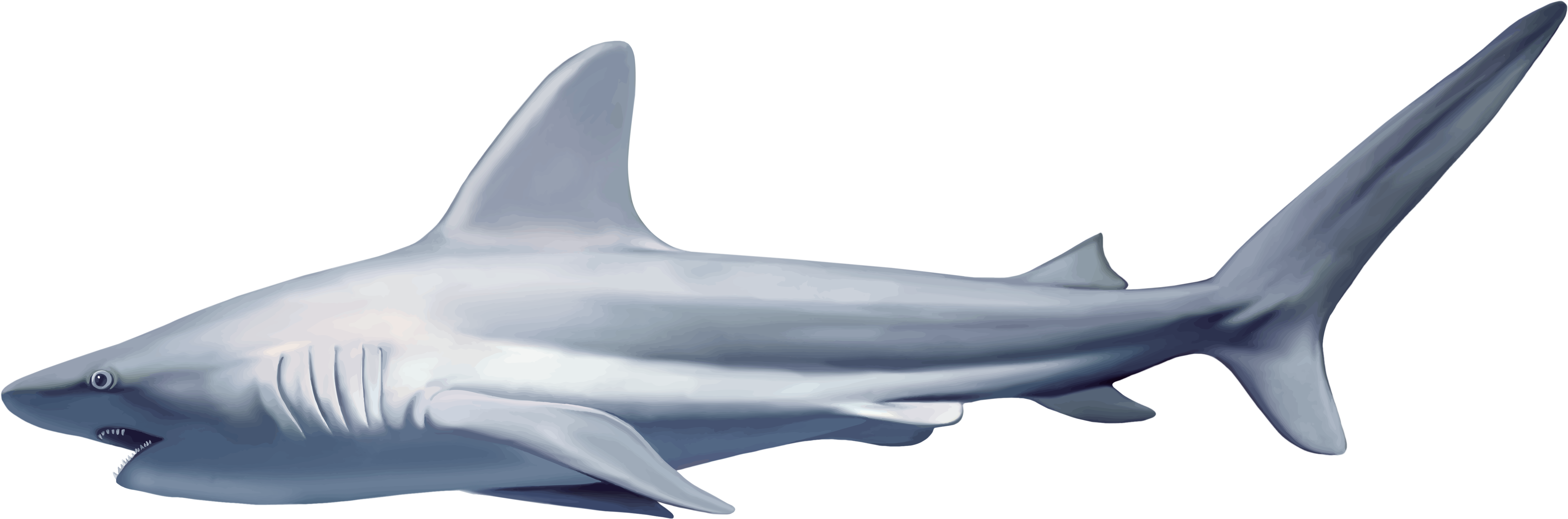 Sharks Png Images Free Download Shark Png (5259x1742), Png Download