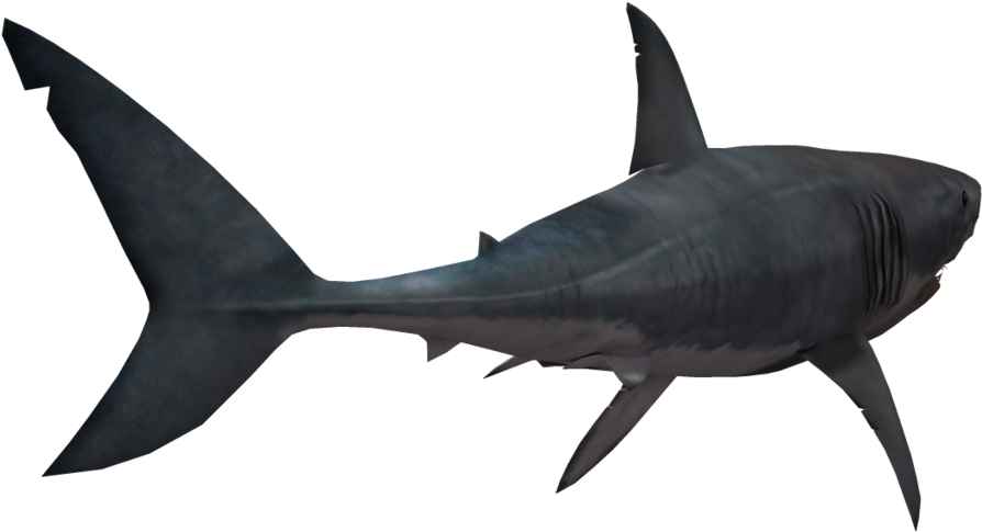 Shark Png Transparent Image - Shark Transparent Png (1024x639), Png Download
