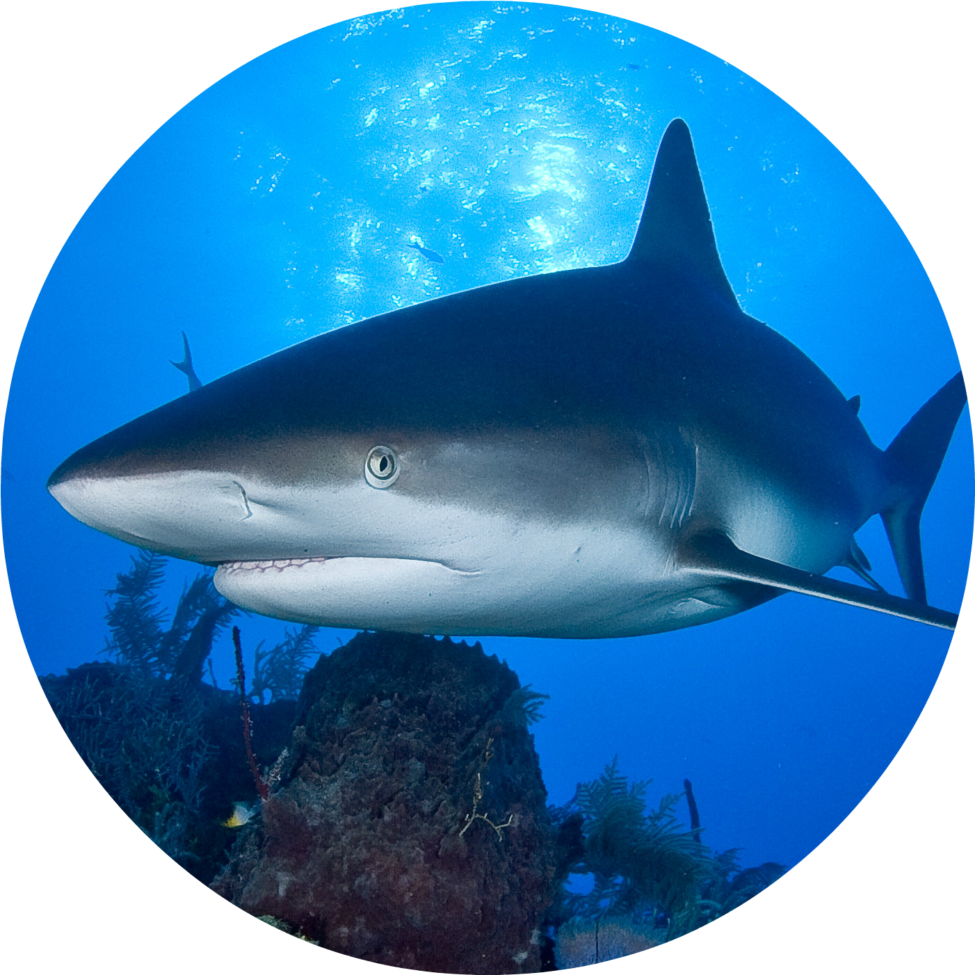 European Sharks (1538x1513), Png Download