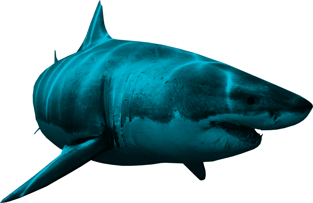Shark Png (1032x669), Png Download