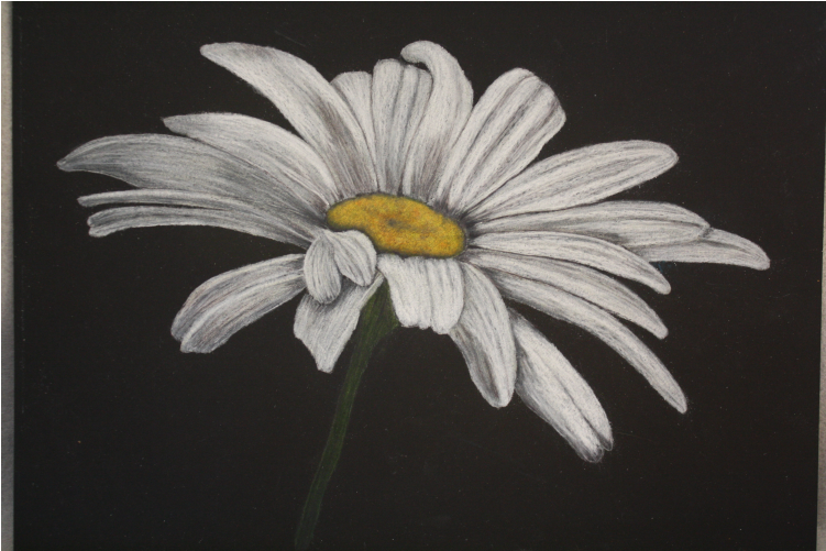 Daisy Colored Pencil Tutorial - Drawing (750x750), Png Download