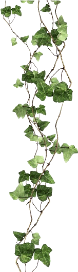 Kudzu Project - Transparent Background Vine Png (259x529), Png Download