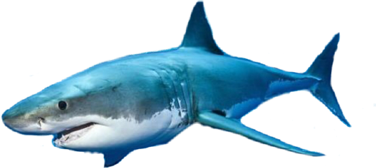 Sharksticker Shark Freetoedit Scshark - Blue Whale Game 3d 2018 (536x240), Png Download