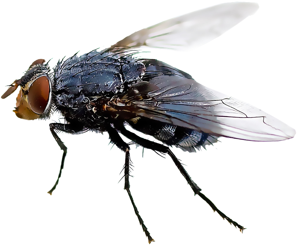 Black Flies (1000x1000), Png Download