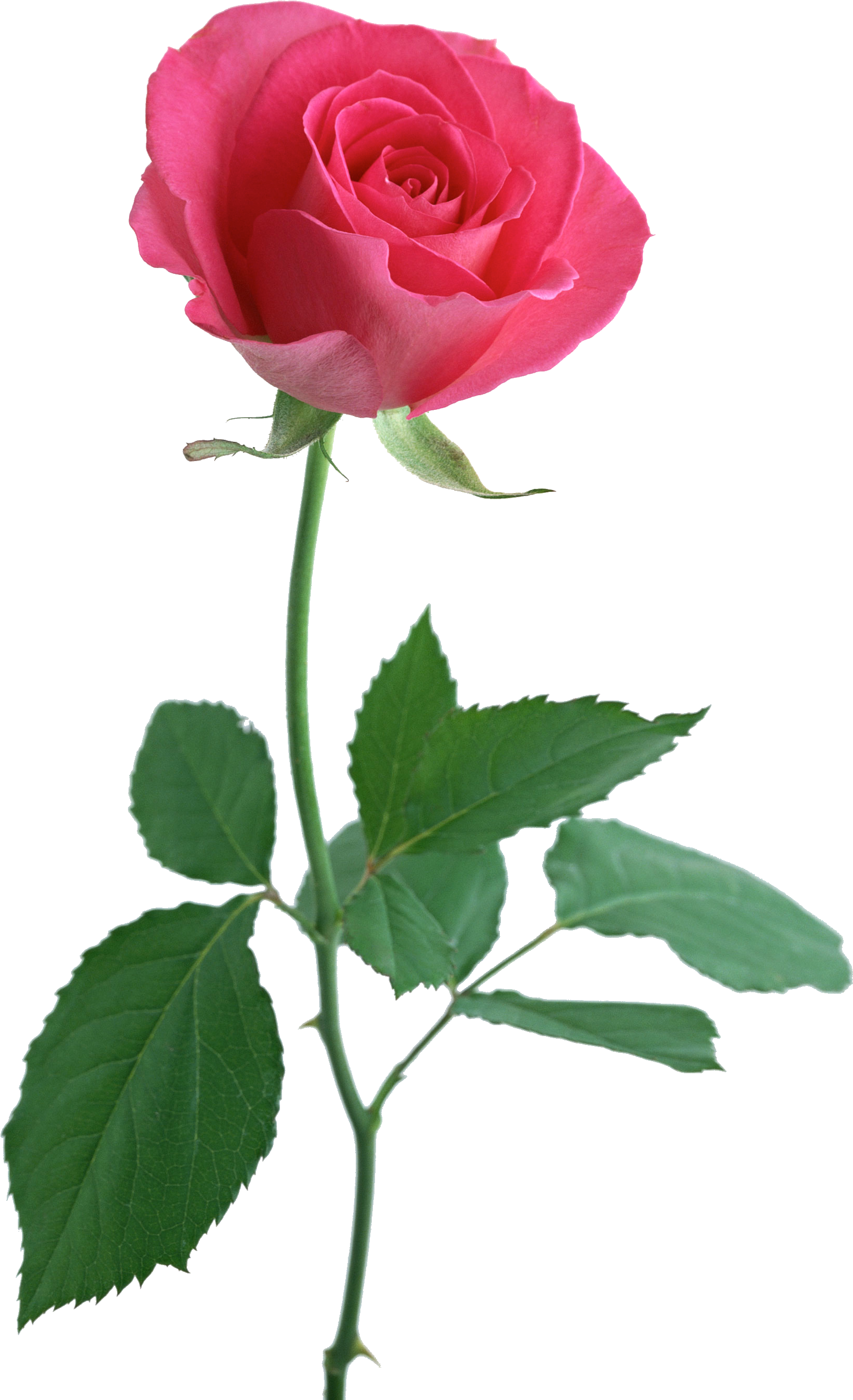 This Is The Perfect Rose For My Ankle Tattoo I Would - Rose With A Stem (2094x2950), Png Download