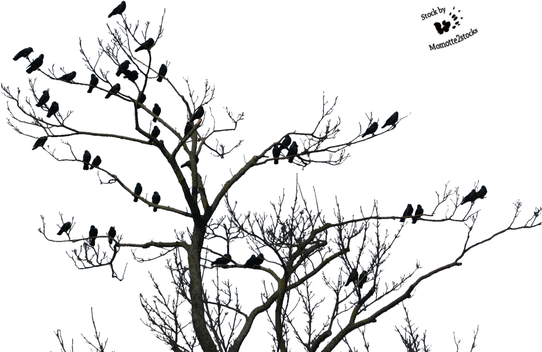 High Resolution Horror Png Clipart - Tree Birds Transparent (1072x745), Png Download