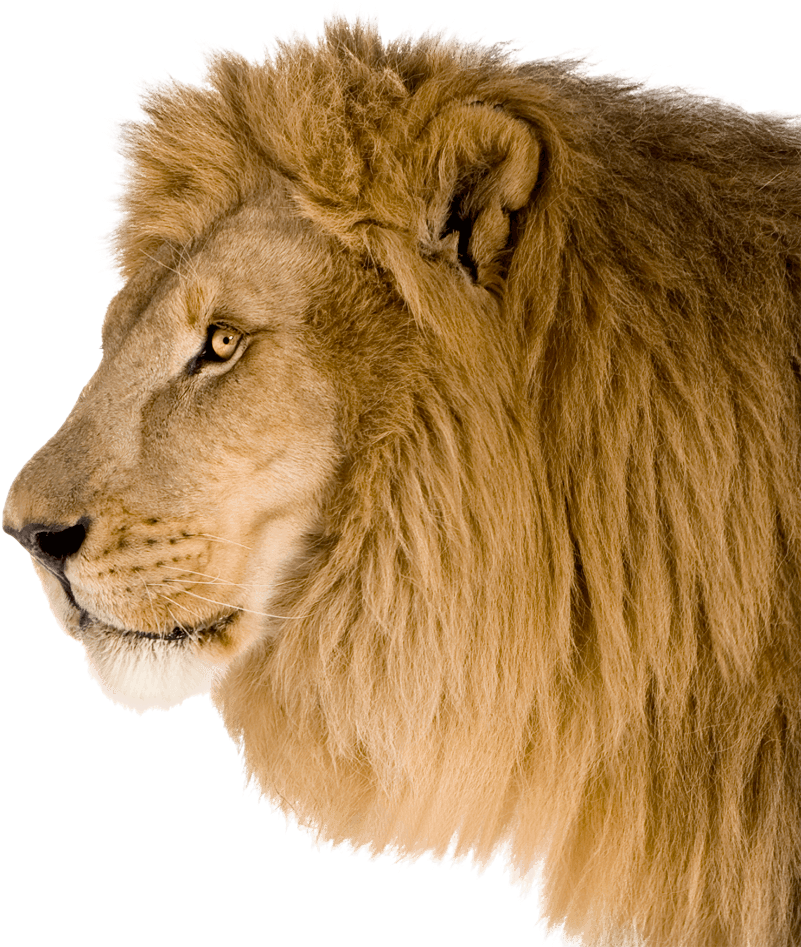 Source - Img1 - 123freevectors - Com - Lion Face Side Png (800x955), Png Download