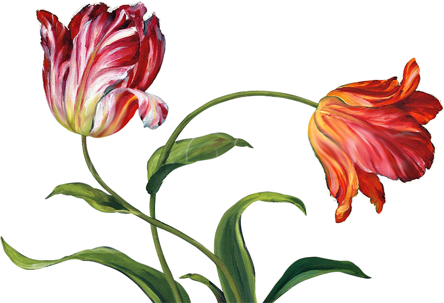 Flower Paintings, Painting Flowers, China Painting, - Lisa Audit - Tulipa Botanica I Cream (1600x1139), Png Download