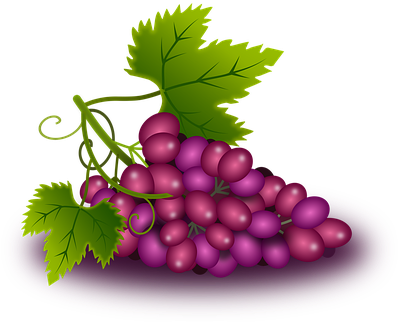 Grapes Vine Vineyard Wine Orchard Plants N - องุ่น การ์ตูน (445x340), Png Download