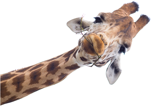 West Africangiraffe On Emaze - Living Things And Nonliving Things By Kevin Kurtz (500x356), Png Download