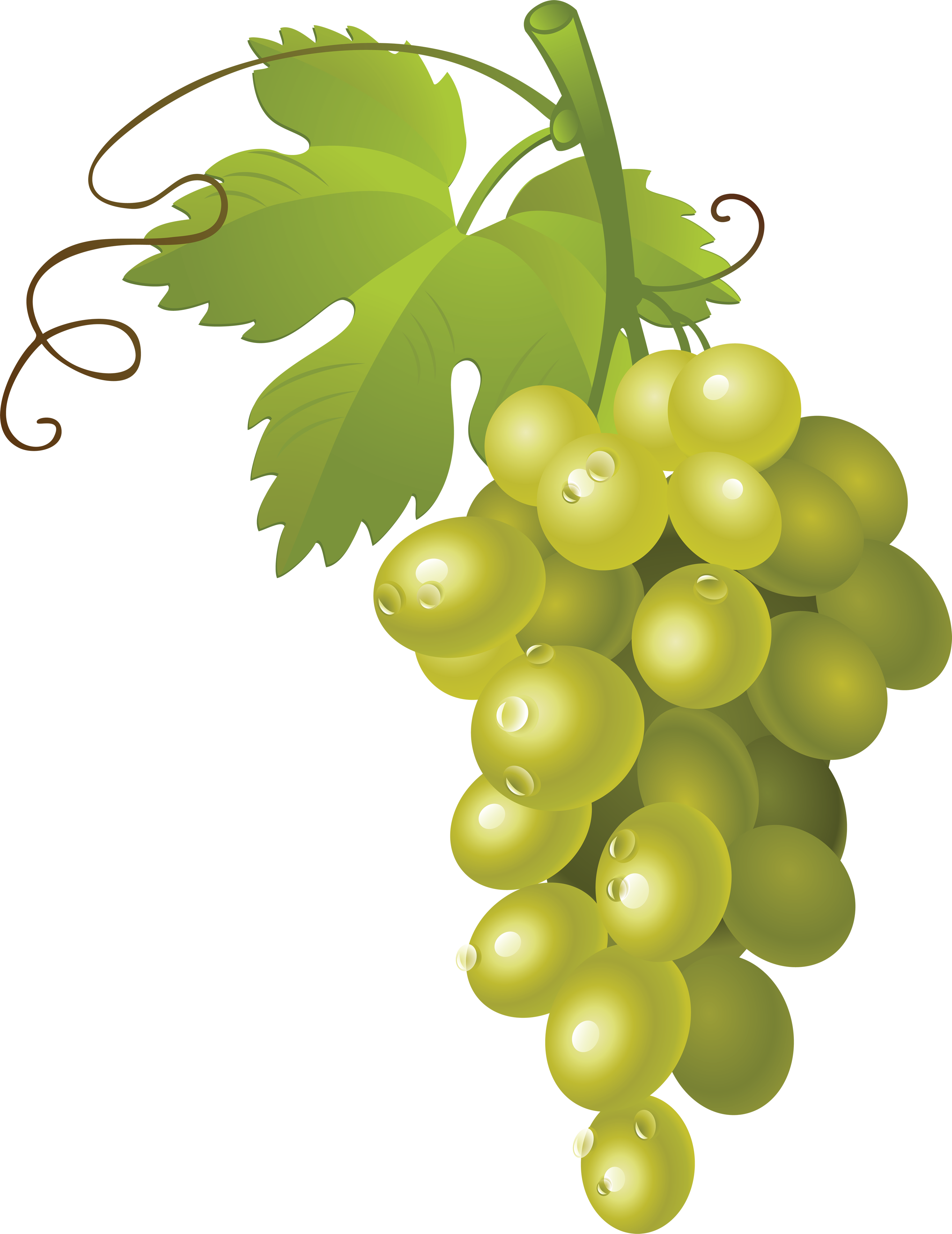 Bunch Of Grapes Png (2727x3534), Png Download