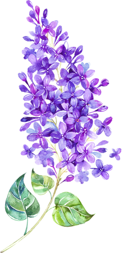 Pin By Carmen Dungan - Frühlings-lila Blumen-blüte-blumenhochzeit 8 Papierteller (273x500), Png Download