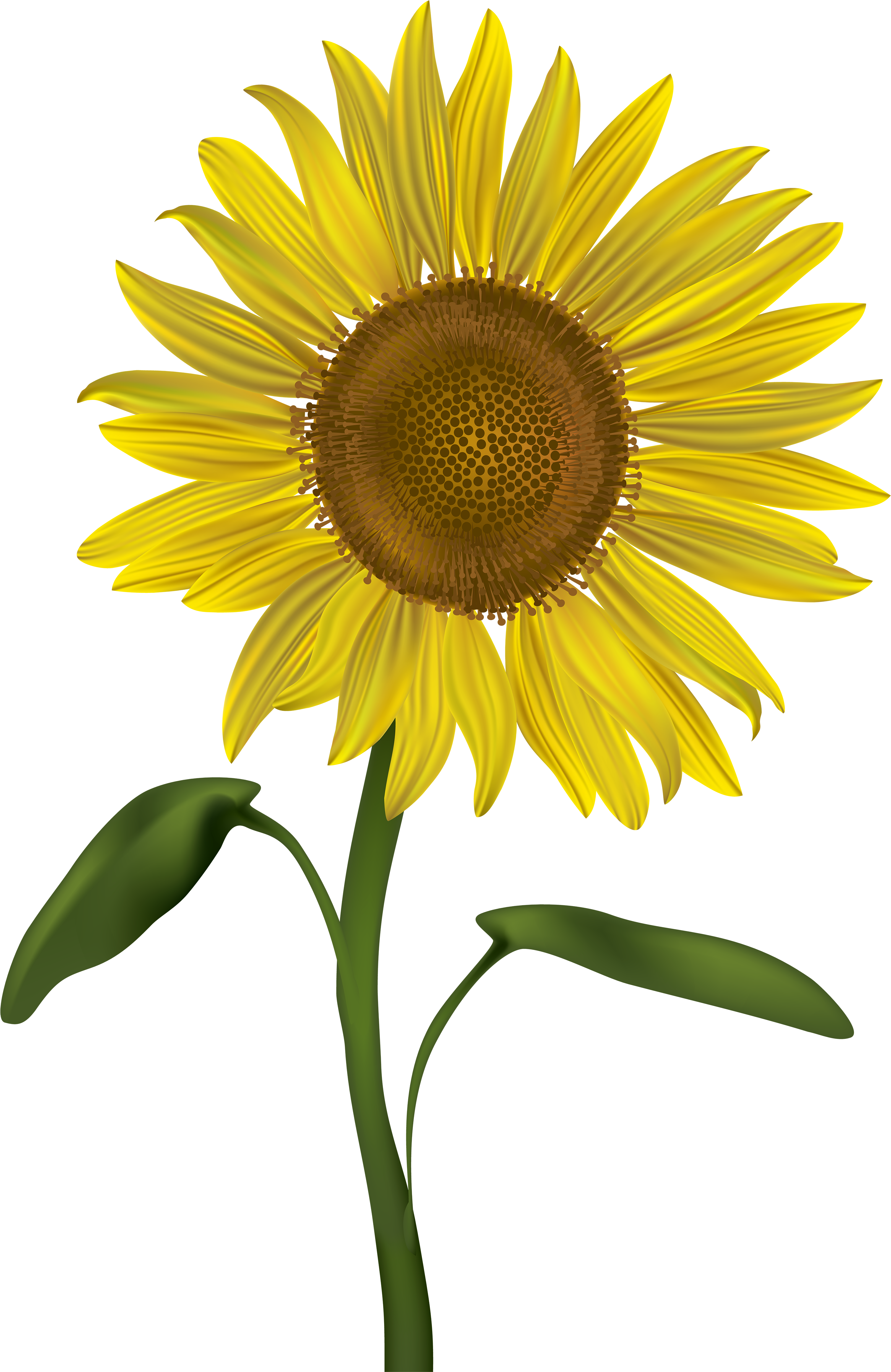 Sunflower Transparent Png Clip Art Image - Sunflower Transparent (3285x5000), Png Download