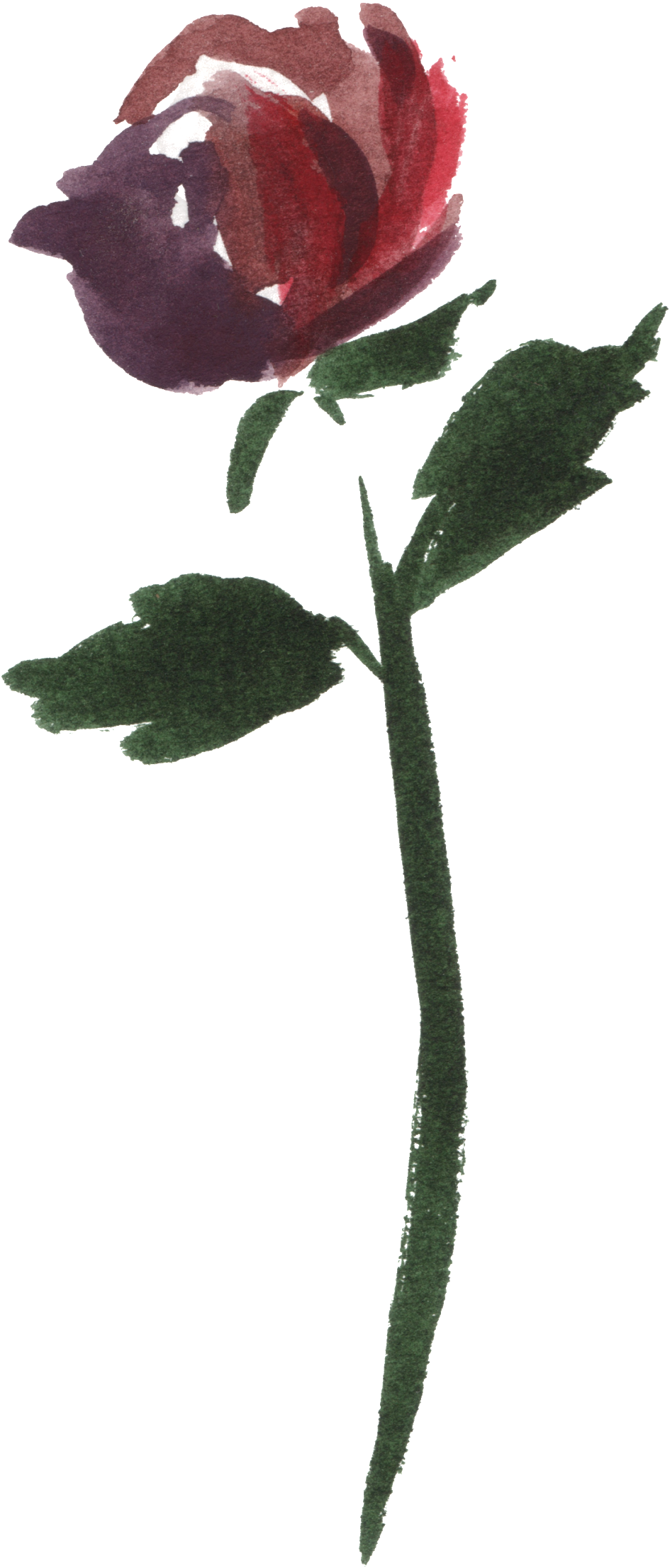 Watercolor Rose Vector - Watercolor Painting (1024x2317), Png Download