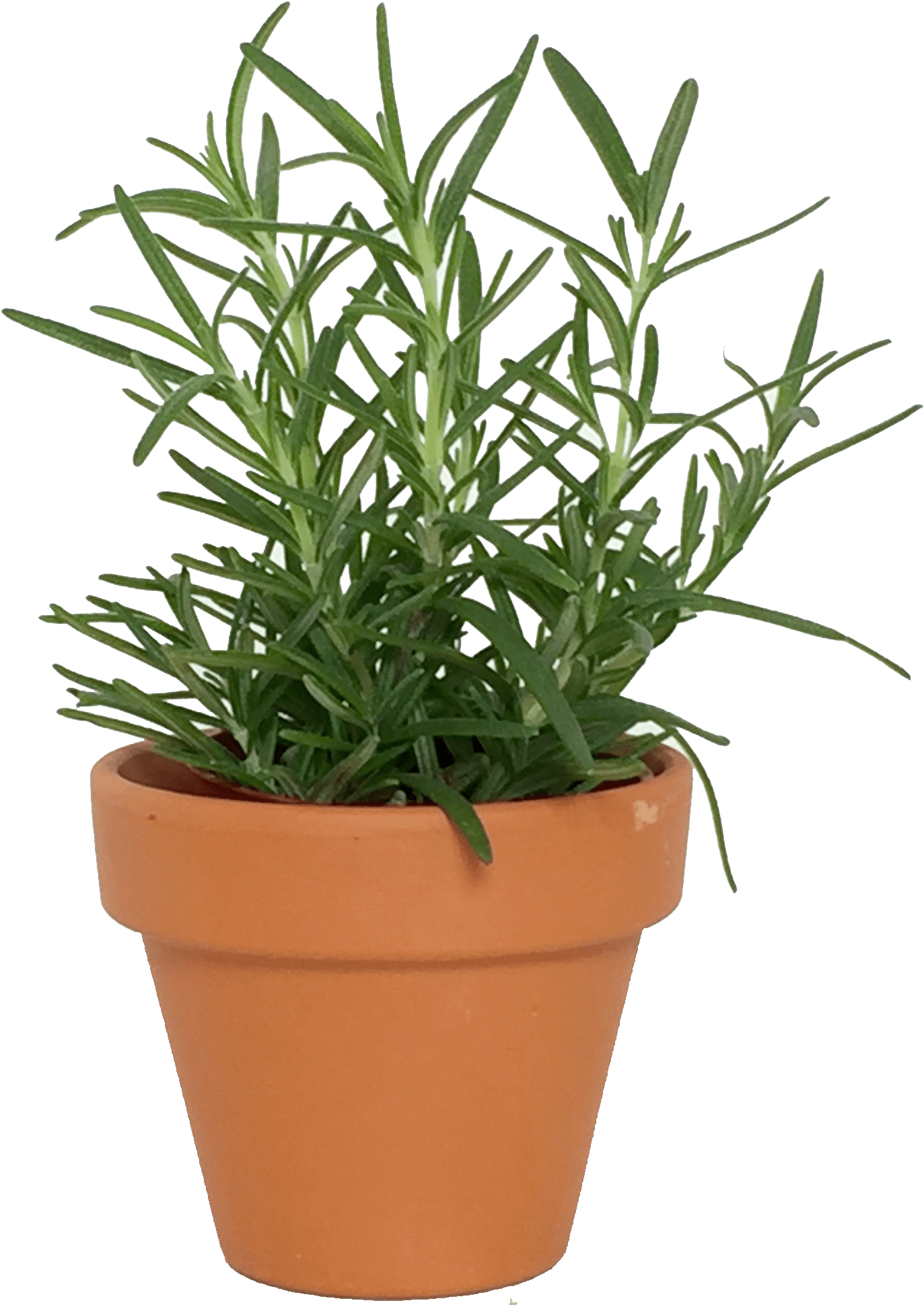 Assorted - Plants In Pot Png (2448x2448), Png Download