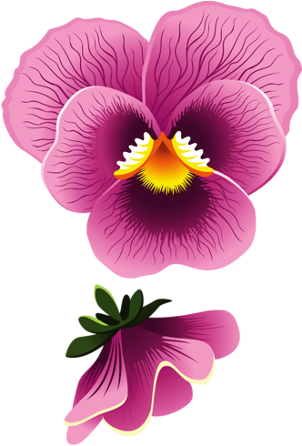 9 - Pansy Flower Clipart (344x500), Png Download
