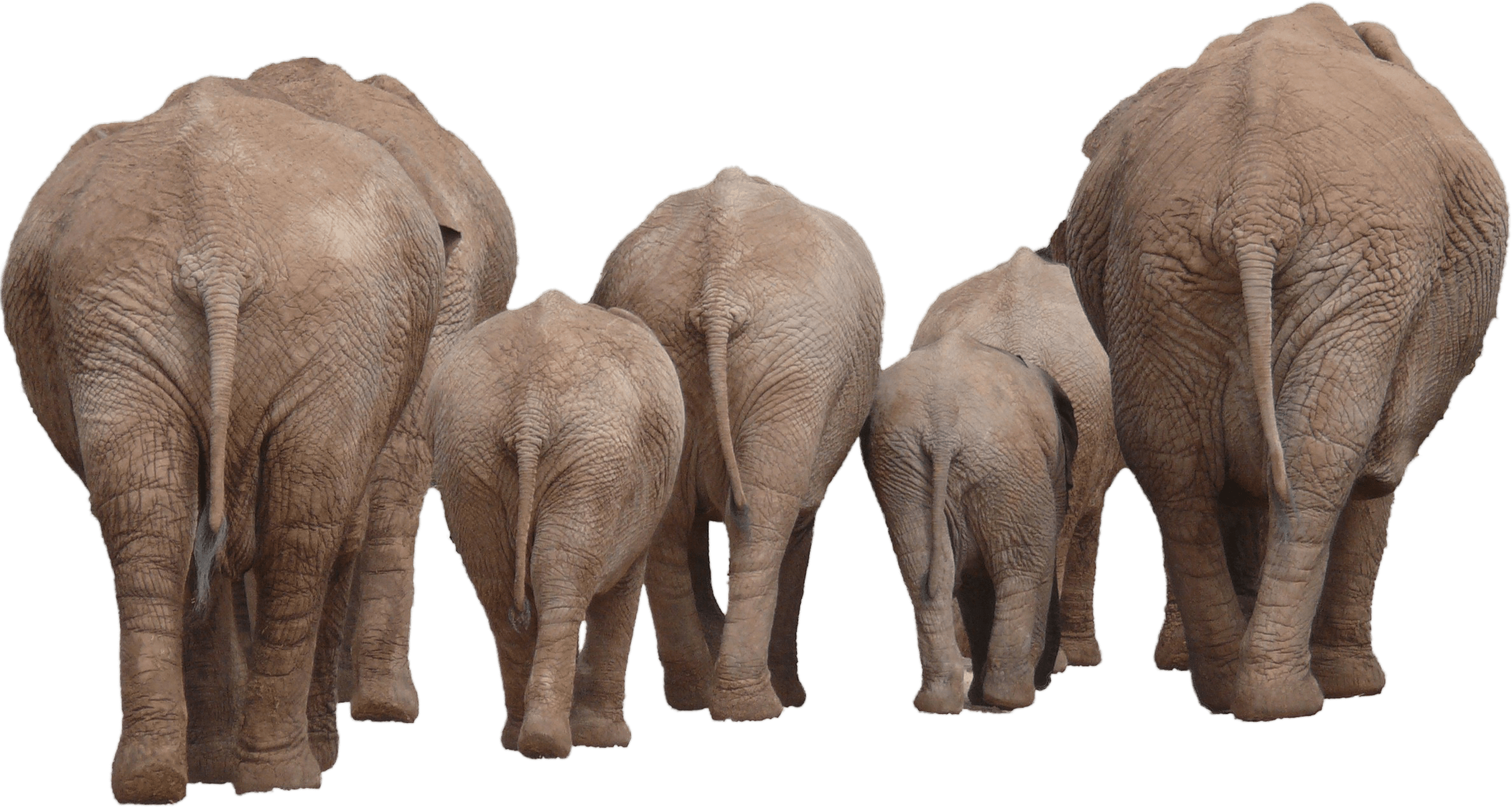 Animals - Elephant Group Png (2377x1268), Png Download
