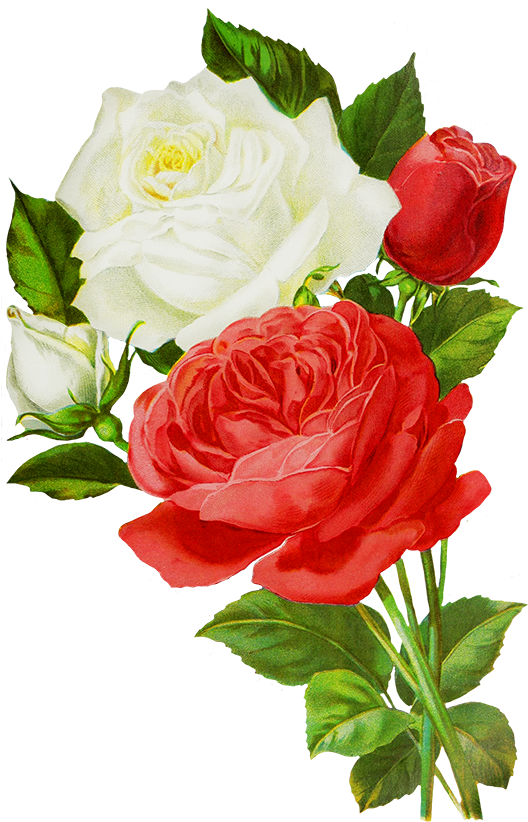 Drawn Red Rose Transparent - Red And White Rose Png (535x827), Png Download