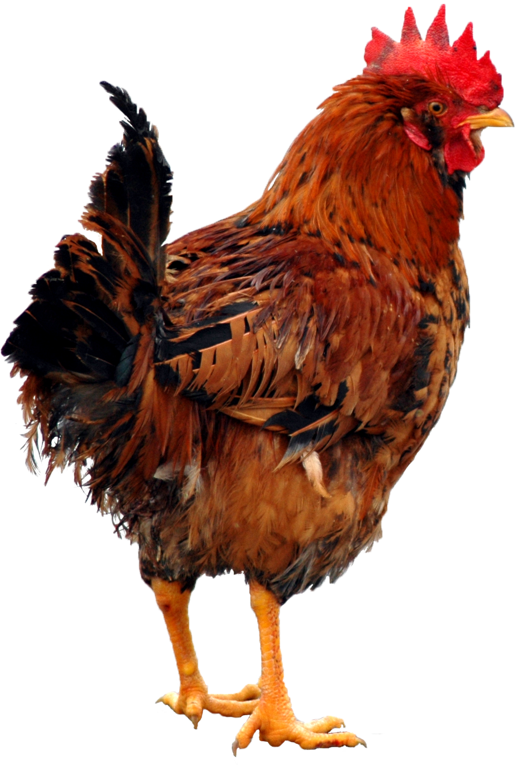 Chicken Png - Ser Una Gallina (2580x1939), Png Download