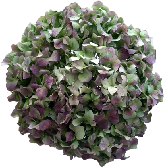 Hydrangea Blue Antique - Blue Hulk Hydrangea (700x700), Png Download