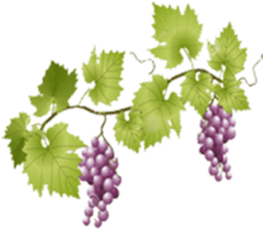 Grapes And Vine Png (400x400), Png Download