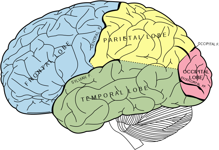 Learn Fascinating Studies About The Brain, Consciousness - Percent Of Our Brain Do We Use (800x571), Png Download