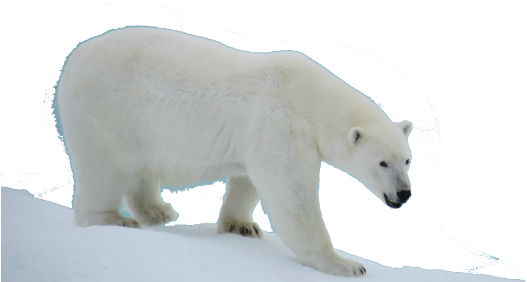 Polar Bear Transparent Background (550x308), Png Download