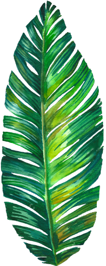 Tumblr Palmleaf Leaf Watercolor Freetoedit - Tropical Leaves Watercolor Png (240x552), Png Download