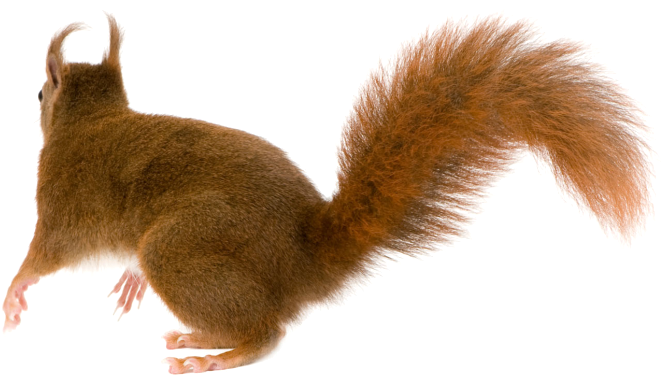Best Free Squirrel Transparent Png File - Squirrel Tail Png (670x383), Png Download