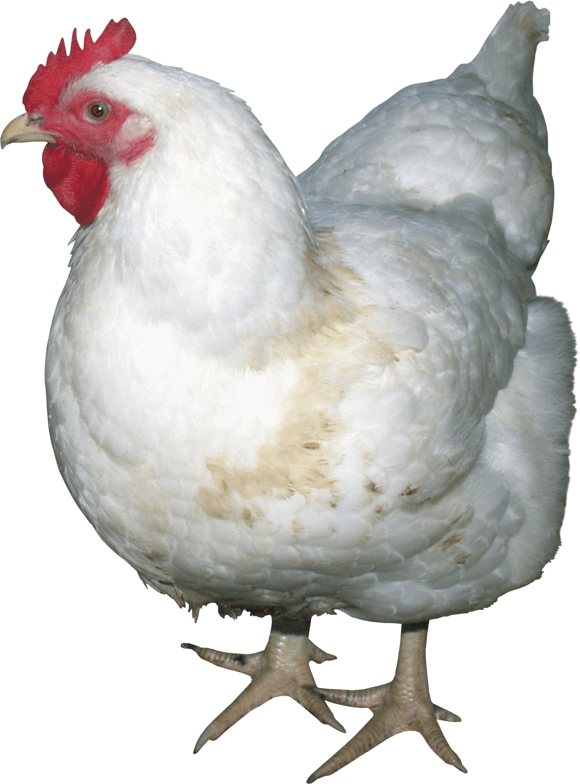 White Chicken Png Image - Chicken Png (1890x2551), Png Download