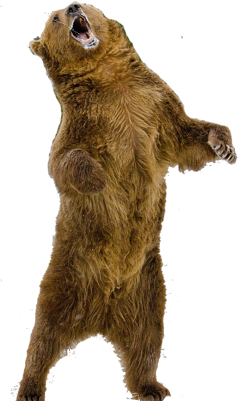 Pin By Валентин Богдевич On Бычок - Standing Bear (477x791), Png Download