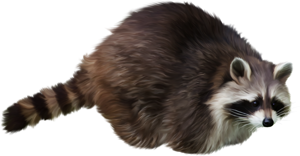 Raccoon Png - Raccoon Png Transparent (600x313), Png Download