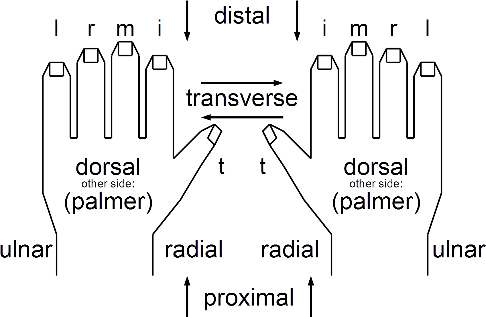 Anatomical String Figure Locations, Both Hands - Diagram (1728x1112), Png Download
