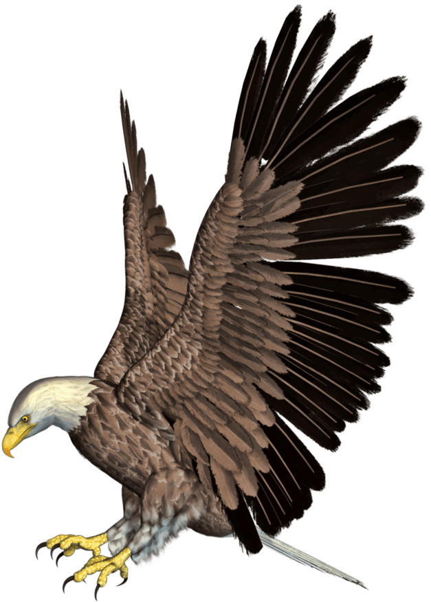 Bald Eagle Png Hd Mart - Eagle Png Hd (827x966), Png Download