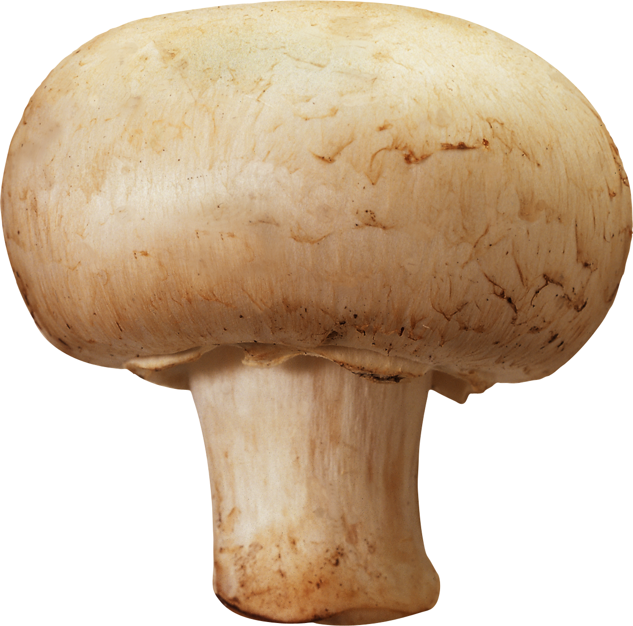 Mushroom Png (1276x1262), Png Download
