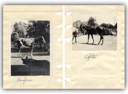 Teaching A Better Way - Cruelty To Animals (418x308), Png Download