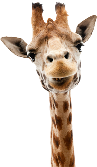 Cafepress Funny Smiling Giraffe Tile Coaster (322x555), Png Download