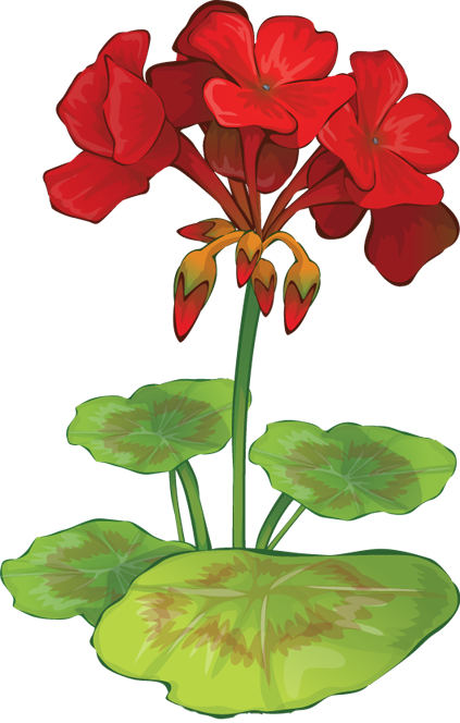 Geranium - Red Geranium Flower Drawing (423x664), Png Download