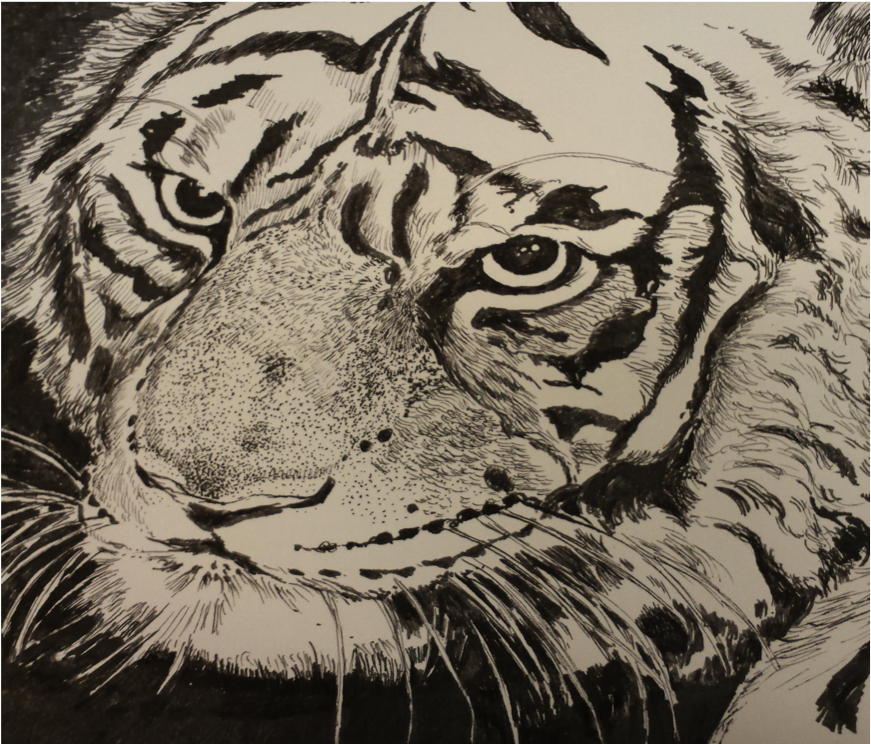 Tiger, Pen And Ink, Copyrighted - Siberian Tiger (1350x743), Png Download