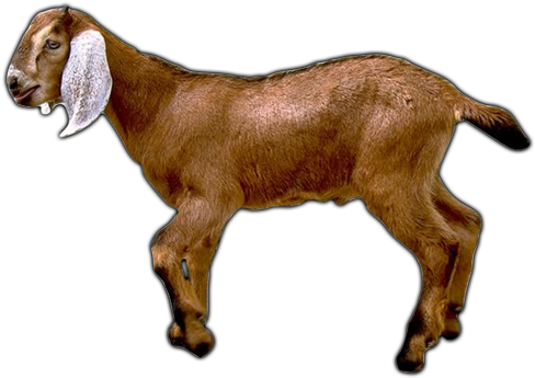 Goat Png Image - Goat Meal Ornament (round) (500x400), Png Download