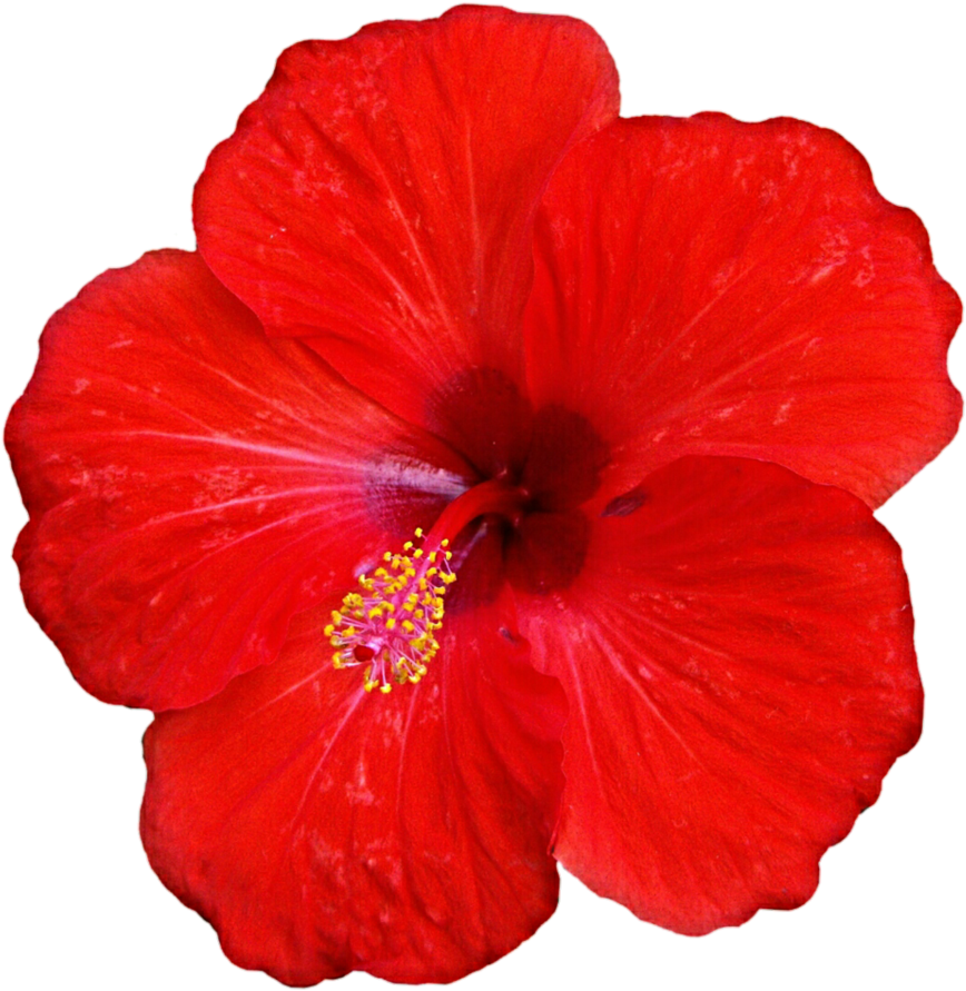 Red Hibiscus Png - Hibiscus Png (885x902), Png Download