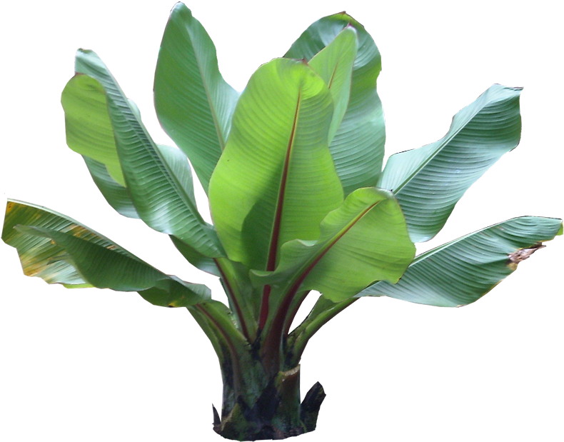 Tropical Plants Pictures And Names - Planta Hoja De Platano (811x646), Png Download