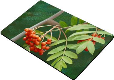 Watercolor Rowan Tree - Rambutan (500x500), Png Download