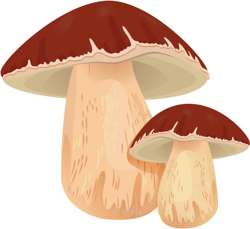 Jpg Transparent Cutepictures Clipart Mushrooms - Champignon Clipart (1024x979), Png Download